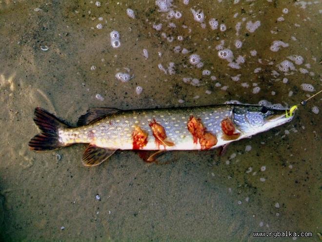 Болезни речных рыб с фото